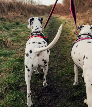 The back of two Dalmatian dogs being walked via a red lead
