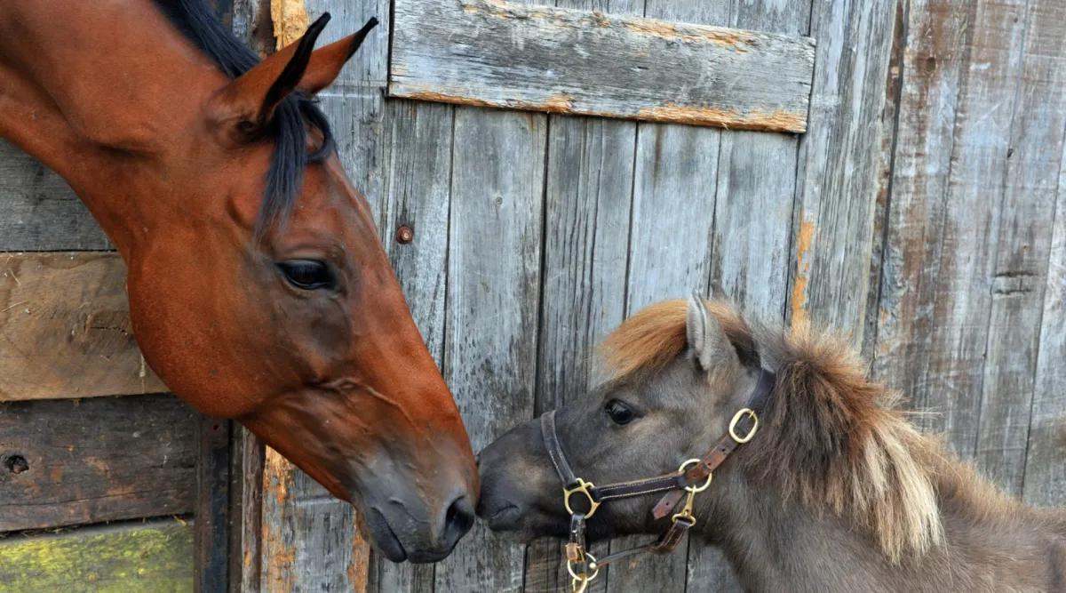 The Canada Ranch Vacation One European Family Will Never Forget