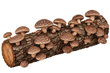 Wooden log growing Siitake mushroms