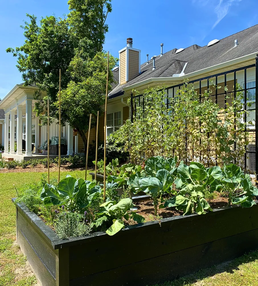 An urban rooftop garden featuring wooden planters filled with a diverse mix of vegetables. The city skyline is visible in the background, and the scene is bathed in golden hour light, creating a warm, inviting atmosphere that highlights the lushness of the plants.