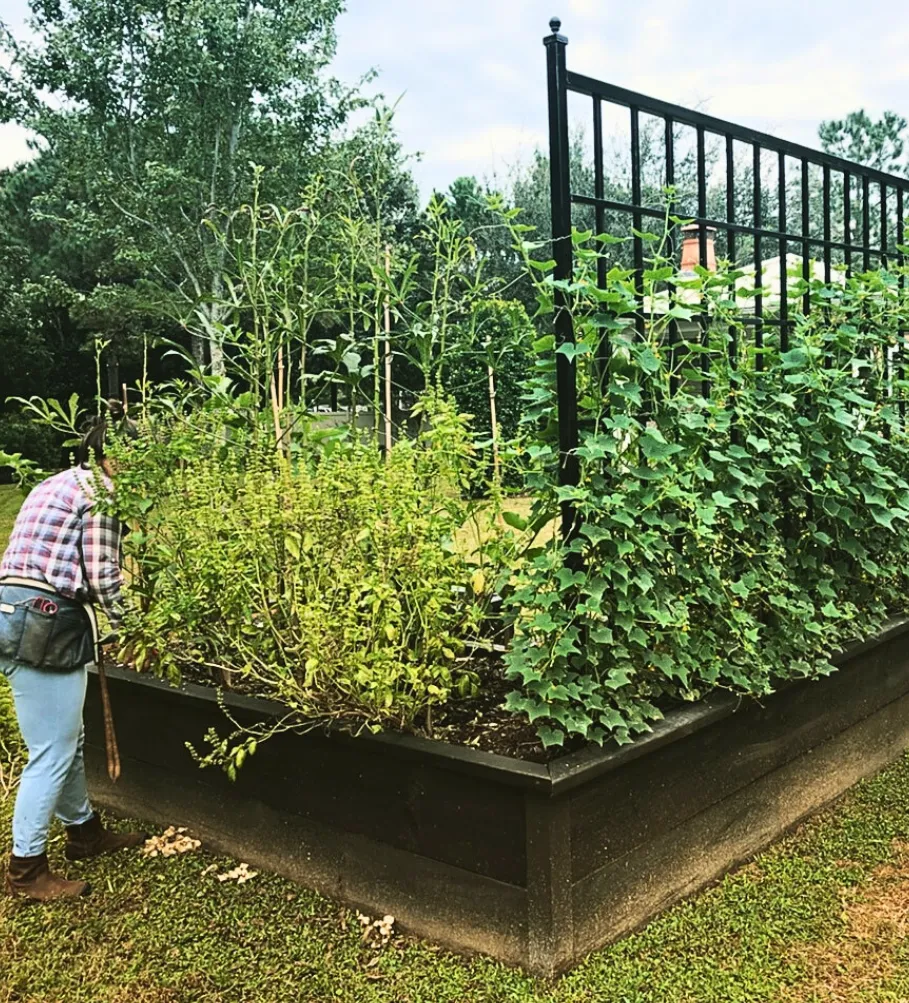Gardener tending a productive vegetable bed during seasonal maintenance