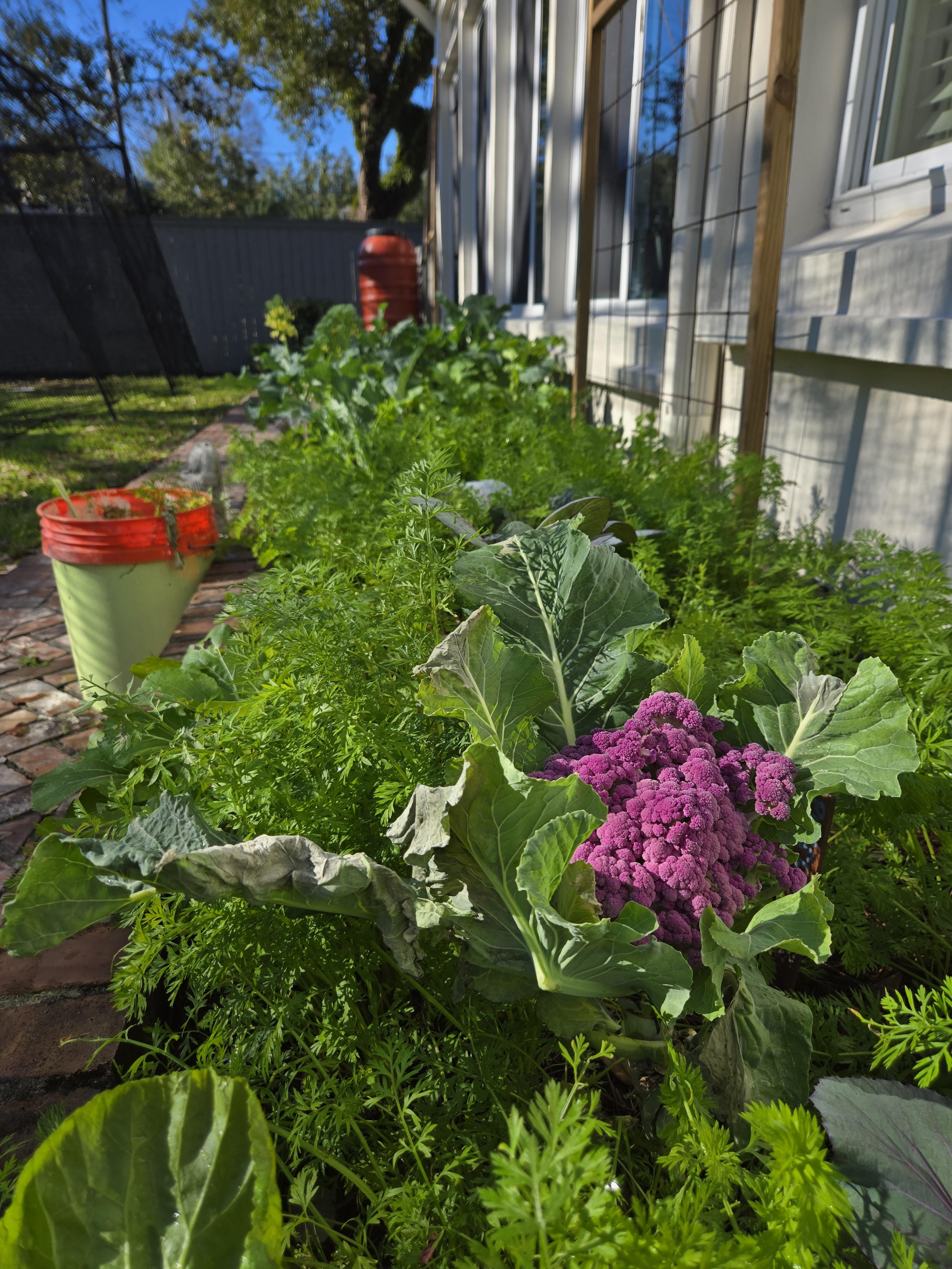 A community garden plot with trellised beans, tall sunflowers, and a gardener watering the plants. The area is surrounded by lush greenery and a clear blue sky, evoking a sense of community, growth, and outdoor enjoyment.