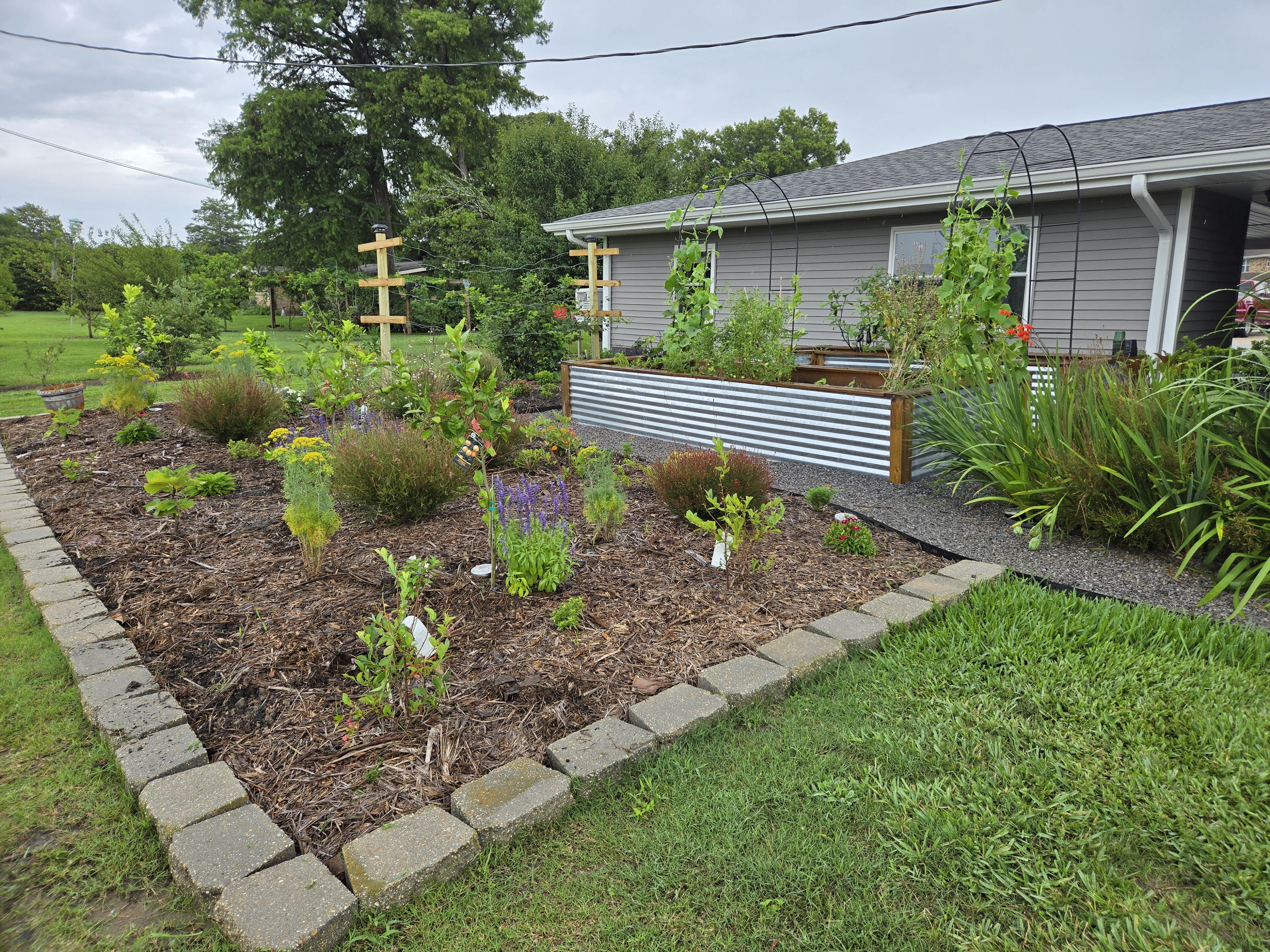 Before and after: a dry backyard transformed into a vibrant vegetable garden with raised beds, lush plants, and a happy family tending to the crops.