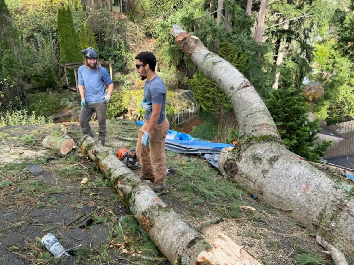 Best Tree Cutting and Removal Services Near Me for Safe & Affordable Tree Care