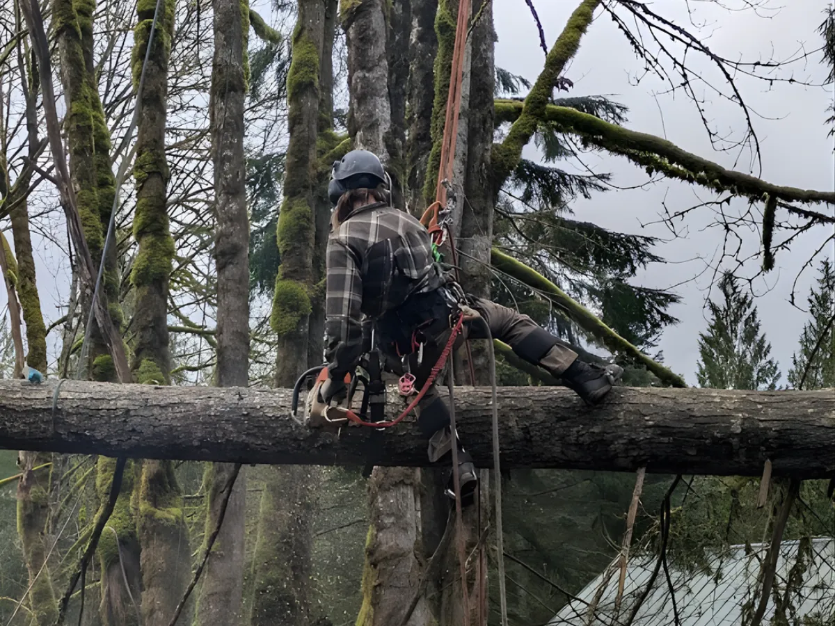 Shrub & Hedge Pruning