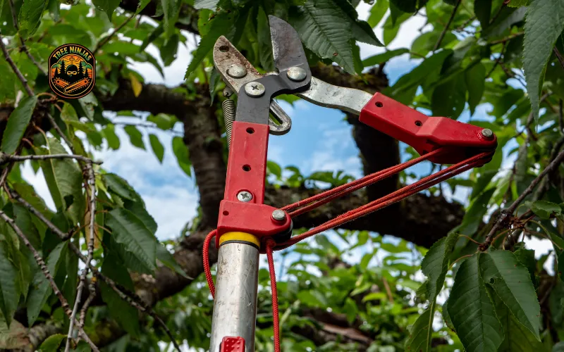 Canopy Thinning & Shaping