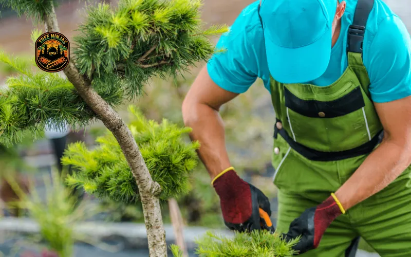 Health & Maintenance Pruning