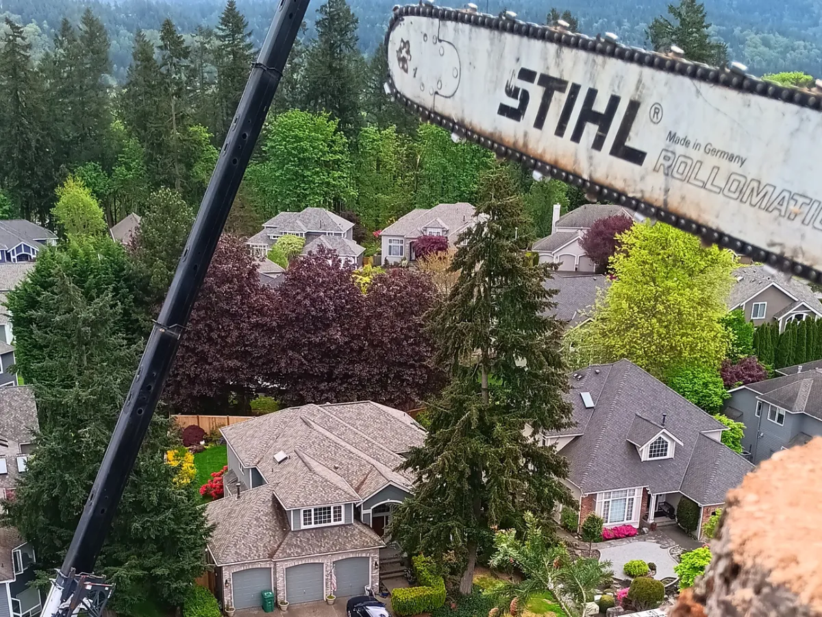 Corrective & Safety Pruning