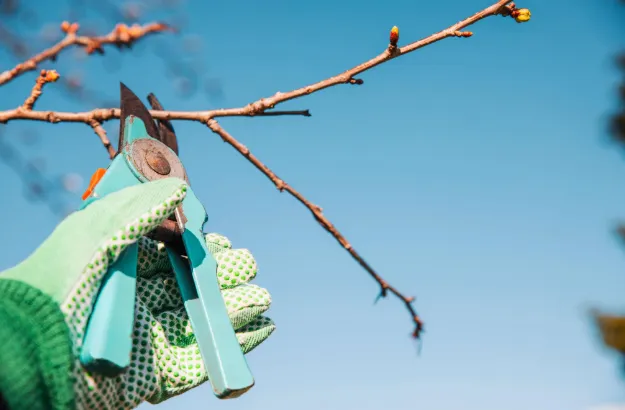 Tree Pruning for Health and Safety: Why Regular Maintenance Matters