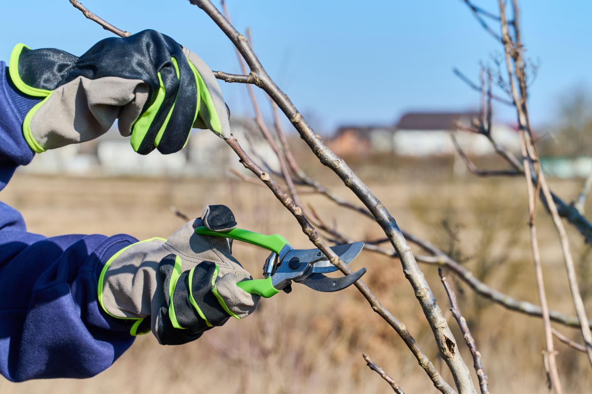 Spring Tree Care Checklist: How to Prepare Your Yard After Winter