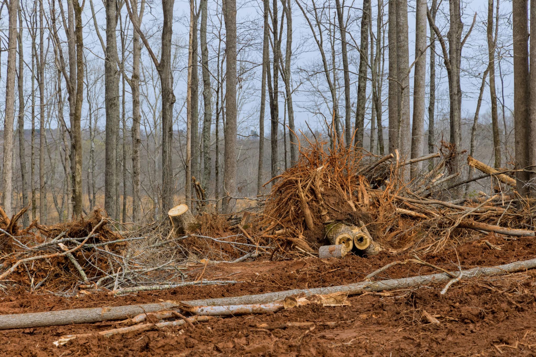 Land Clearing Methods: Forestry Mulching, Bulldozing and More