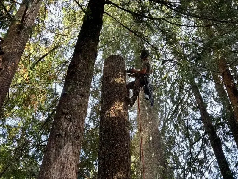 How Much Does Large Tree Removal Cost in Snohomish, WA?