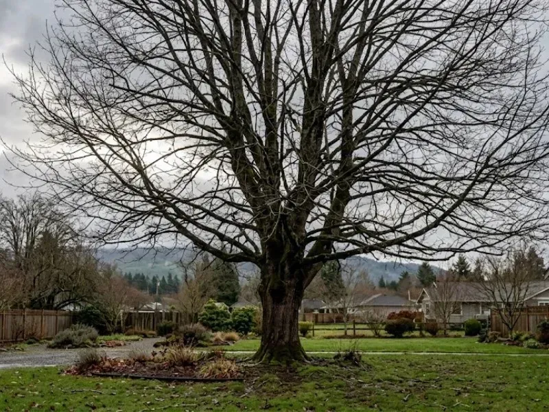 Tree Ninjas certified arborist pruning a dormant big-leaf maple in Monroe WA during the late winter window, with the Skykomish Valley visible in the background