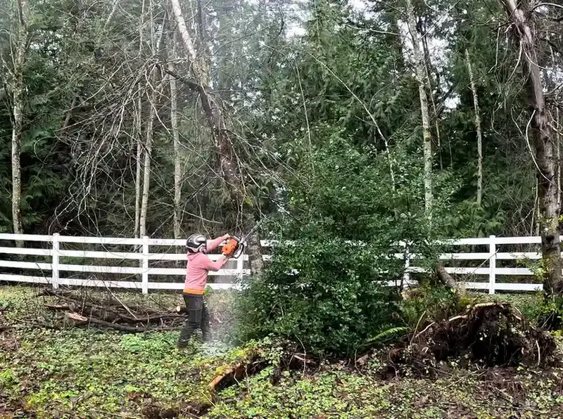 When Should a Tree Be Removed in Duvall, WA?