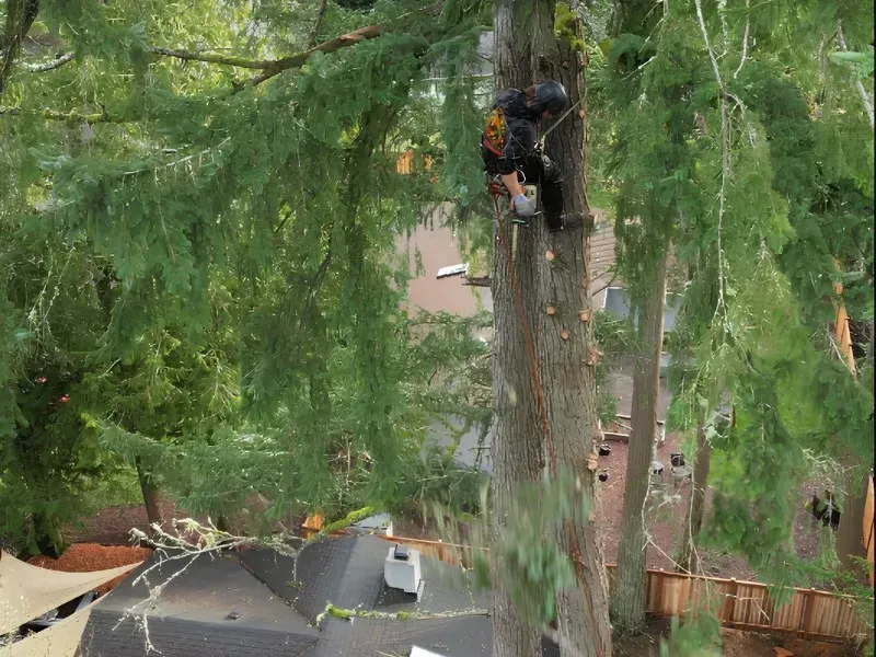 What Is the Difference Between Tree Trimming and Pruning in Duvall, WA?