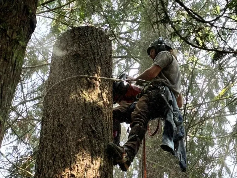 How Much Does Tree Removal Cost in Snohomish, WA?