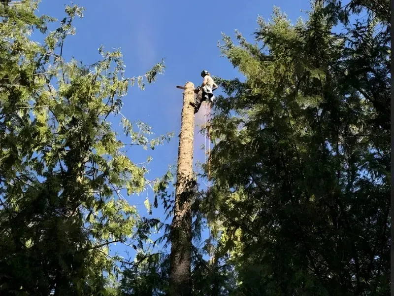 Tree Removal Monroe WA: Costs & What to Know in 2026