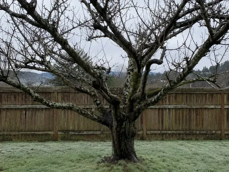 Why Is Tree Pruning Important for Monroe, WA Trees?