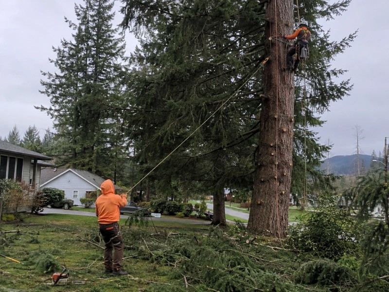 How Much Does Tree Trimming Cost in Monroe, WA?