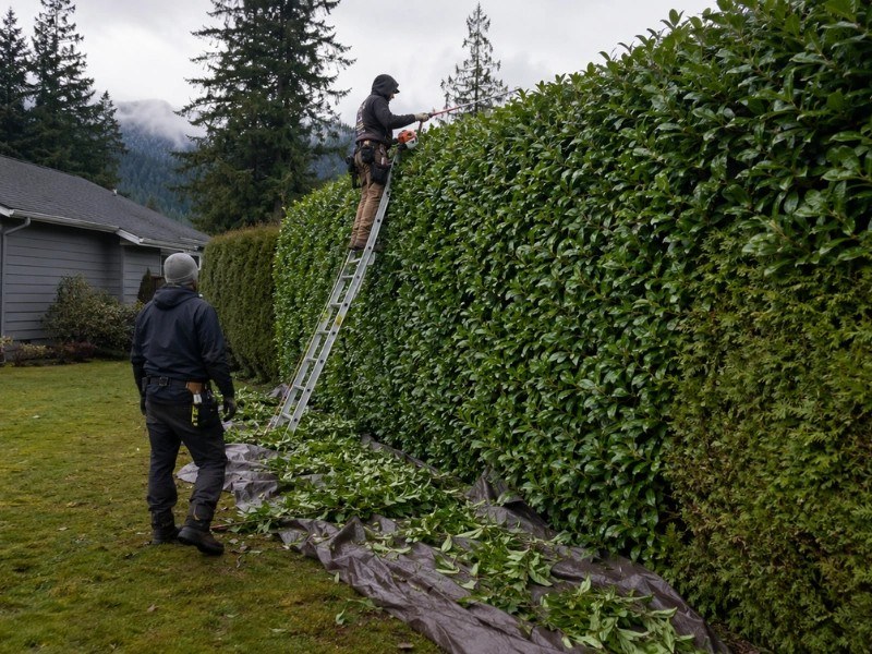 How Much Does Hedge Trimming Cost in Monroe, WA?