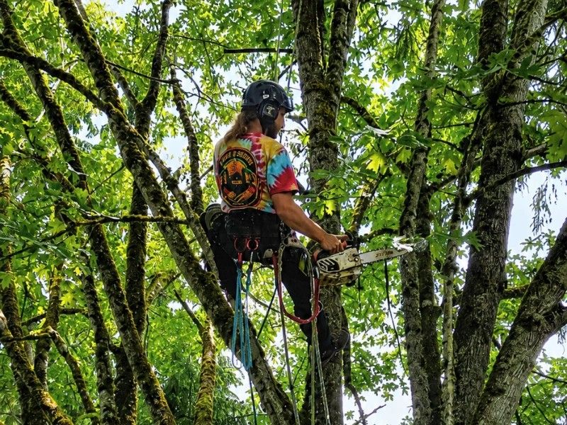 Tree Ninjas arborist with chainsaw trimming a mossy big-leaf maple canopy — tree trimming service near me in King County