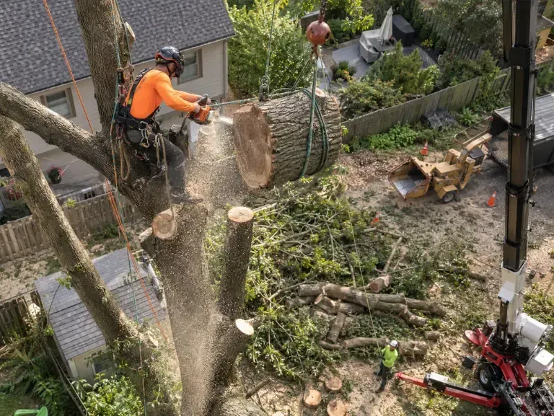Arborist using chainsaw to cut large tree section during crane-assisted tree removal in residential backyard.