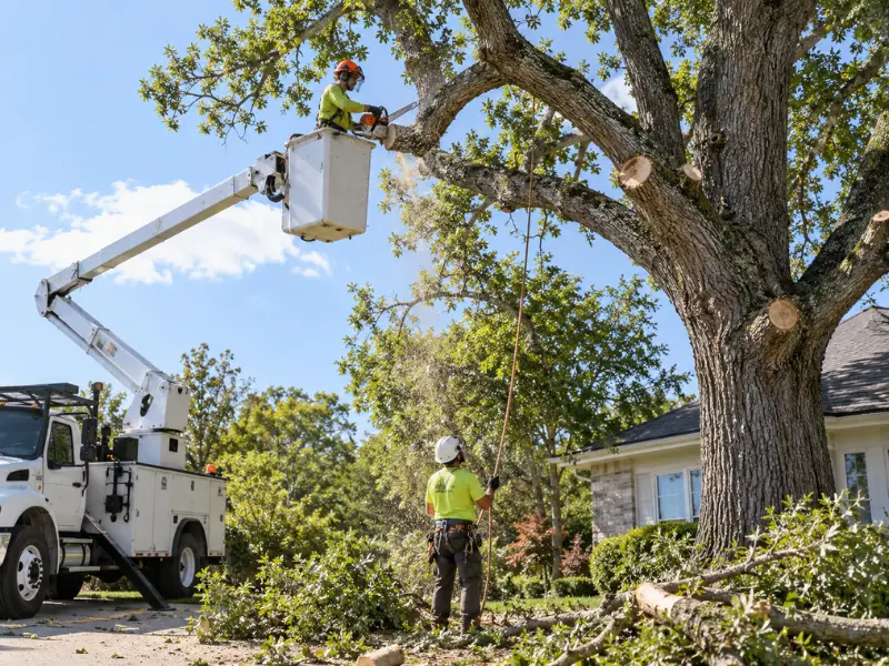 Who Does Tree Trimming near Me in Sammamish?