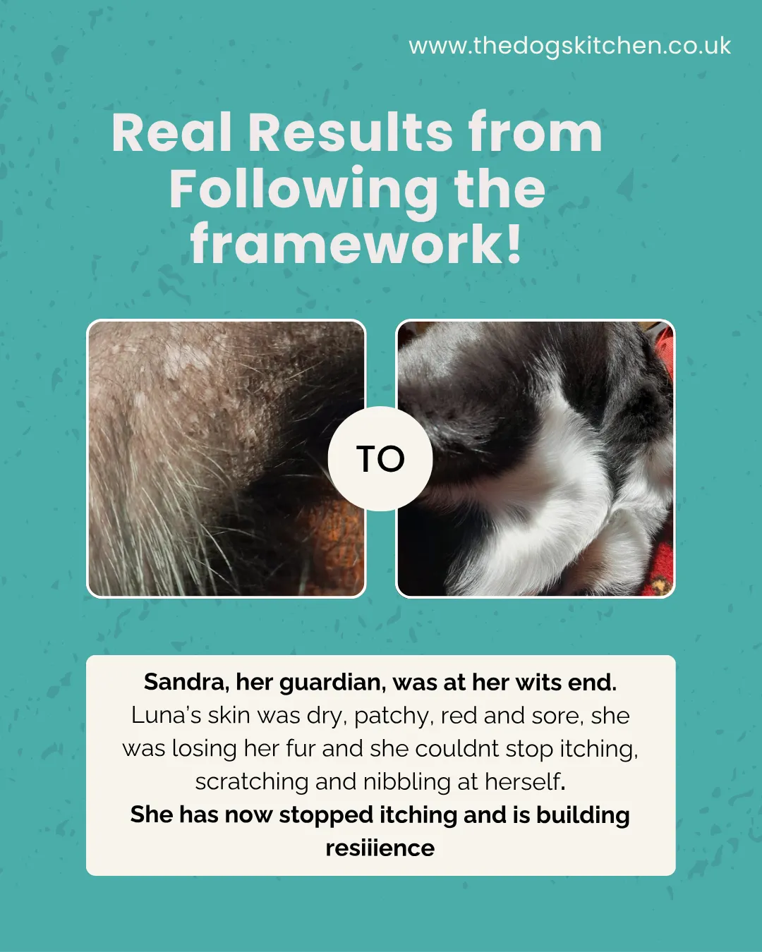 Luna has now stopped itching through following the Chronic Dog Recovery Roadmap