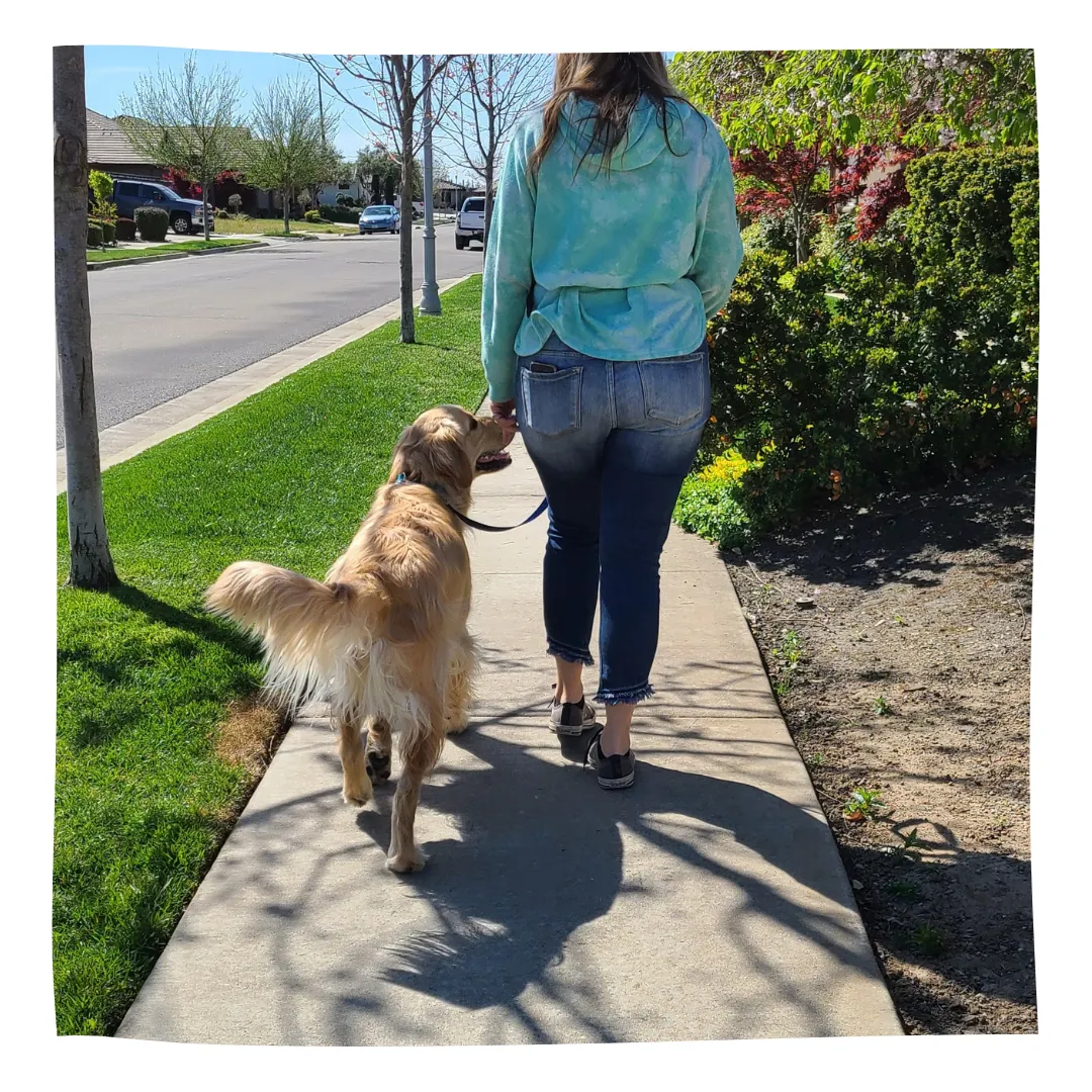 happy-lab-dog-training-stockton.jpg