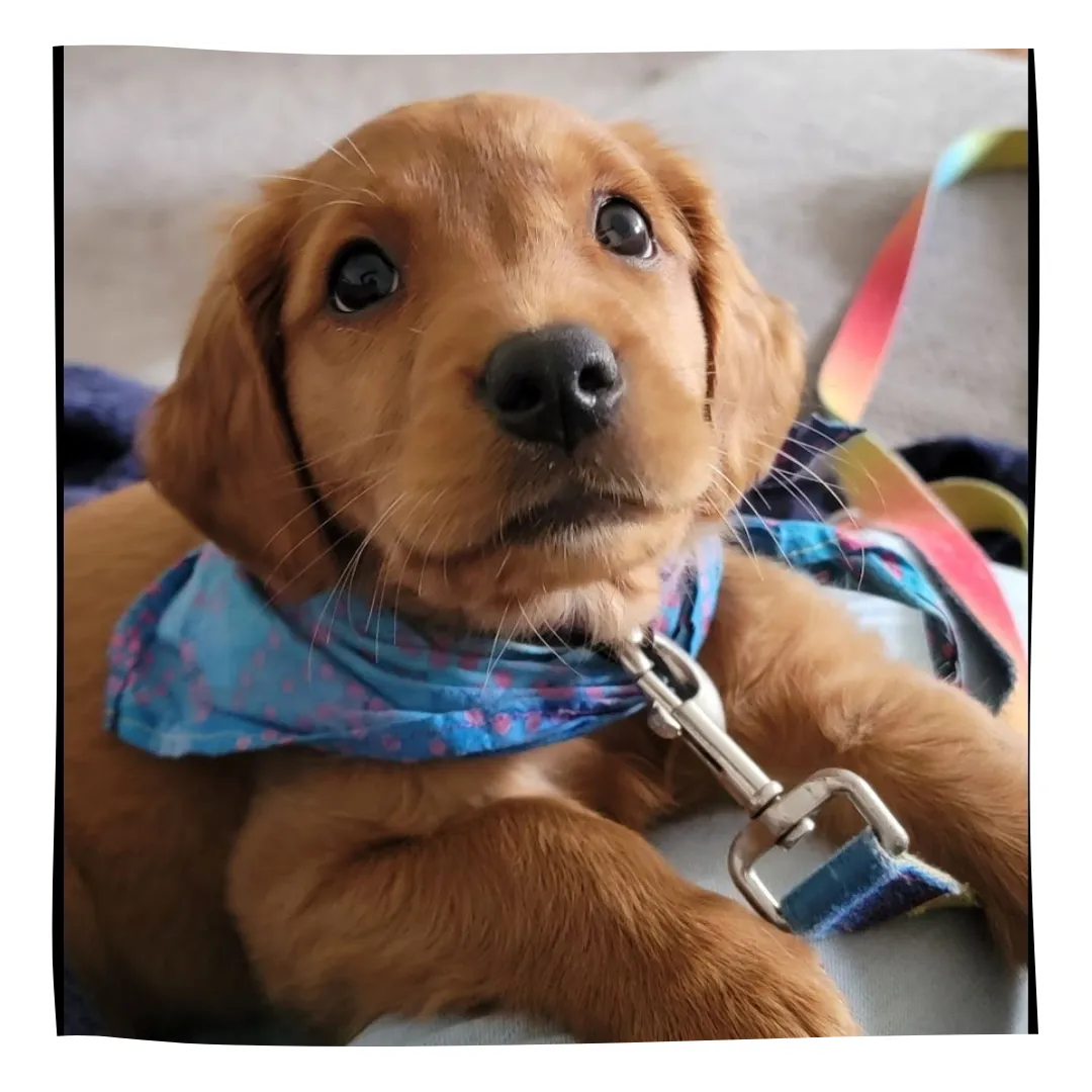 happy-lab-puppy-training-stockton.jpg
