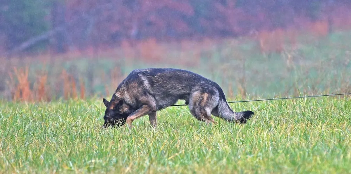 What's The Difference Between Tracking, Air Scenting & Mantrailing