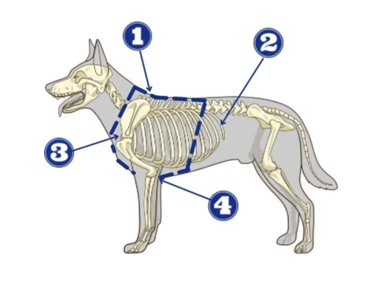 diagram of harness on dog