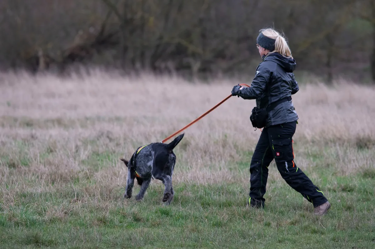 4 Signs Your Dog Is Over-Relying on You in Mantrailing