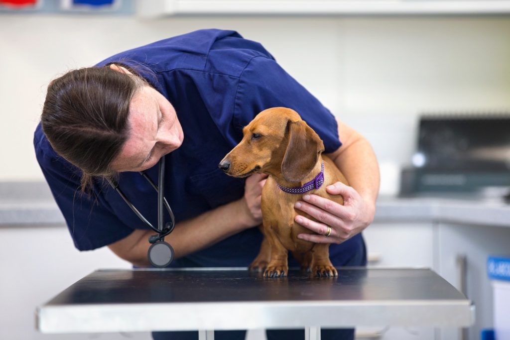 a person in scrubs holding a dog