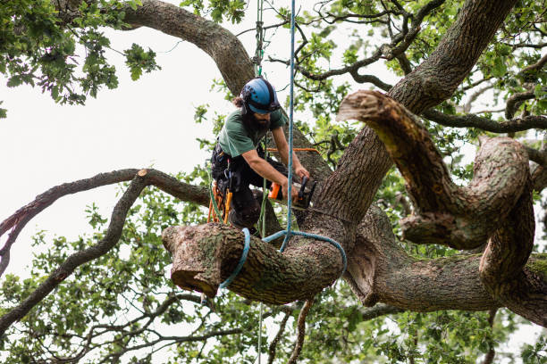 a person in a tree cutting extended branchess