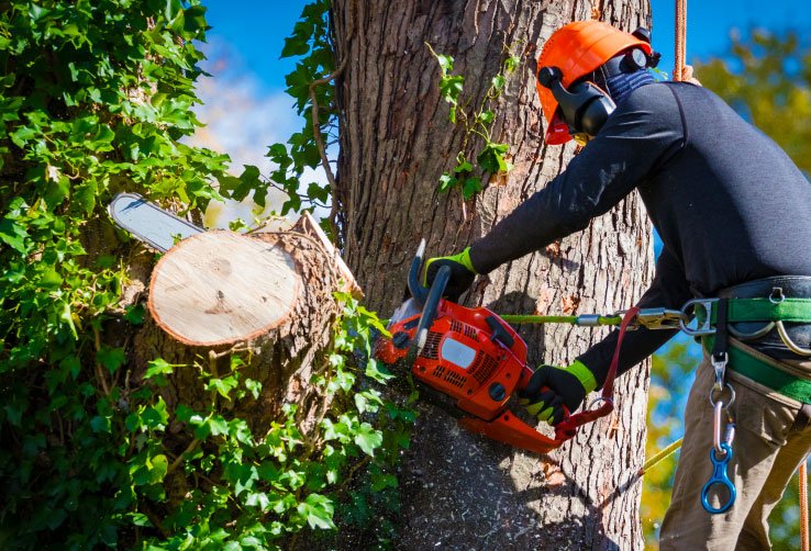 a person using a chainsaw to cut a tree