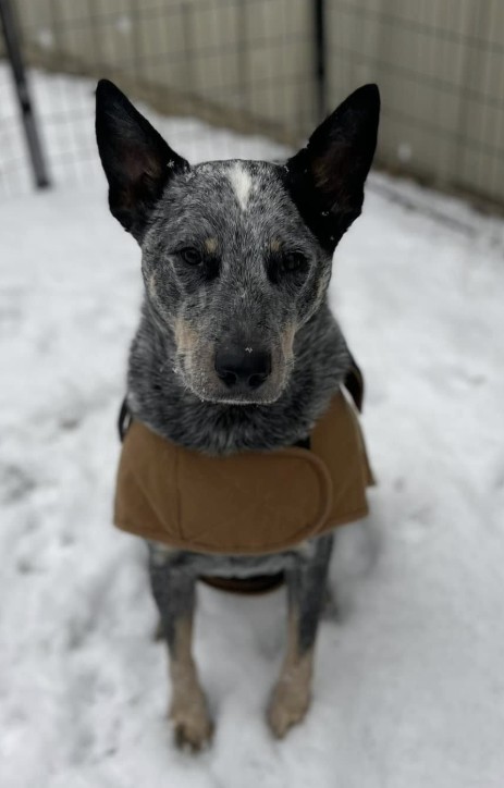 Cash Rankin, the Blue Heeler cattle wrangler and head of security at Rank Equine ranch in Jacksboro TX