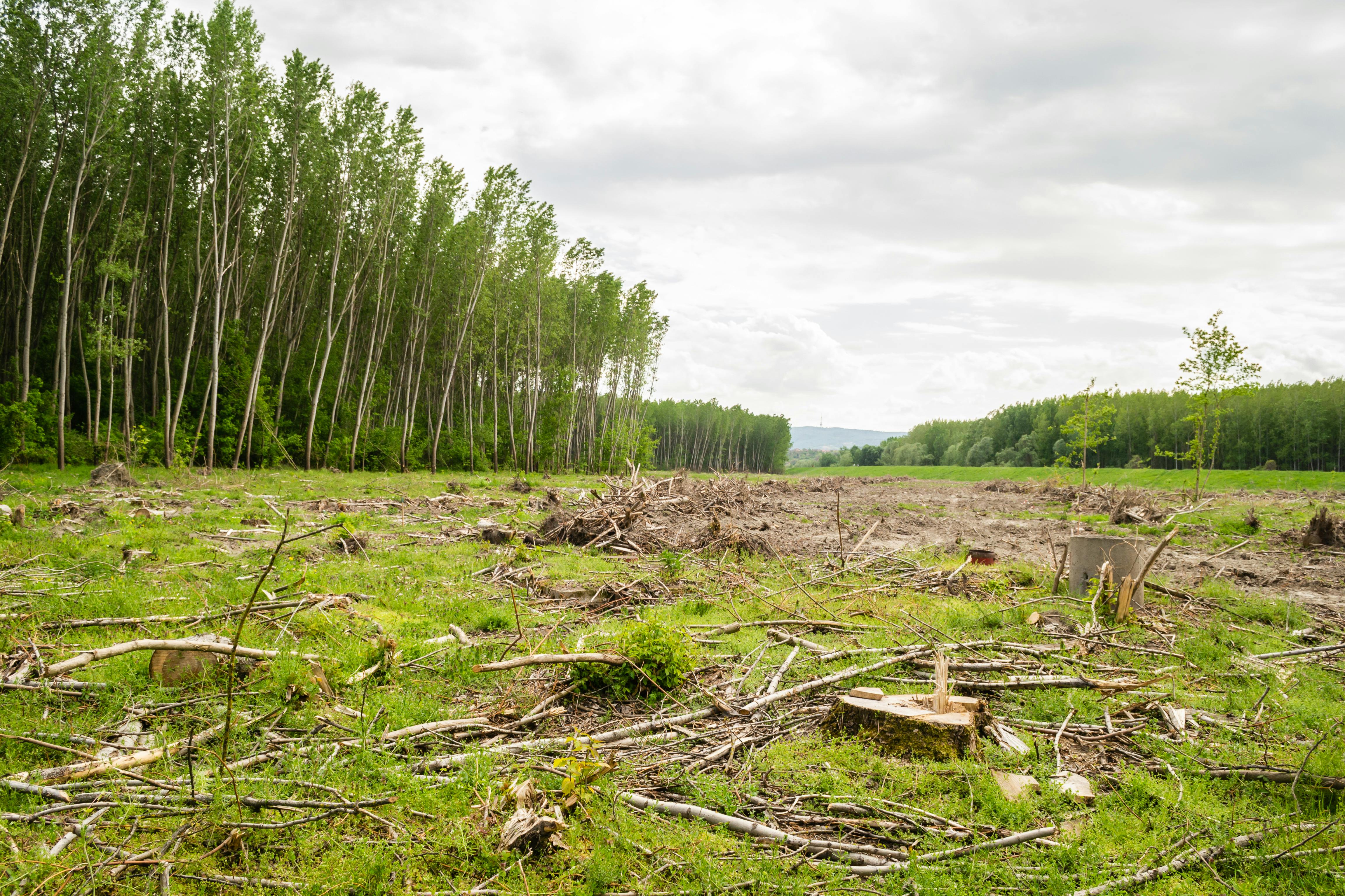 Storm-damaged landscape in Memphis with fallen trees, stumps, and debris, illustrating the aftermath of severe weather common across the Mid-South.