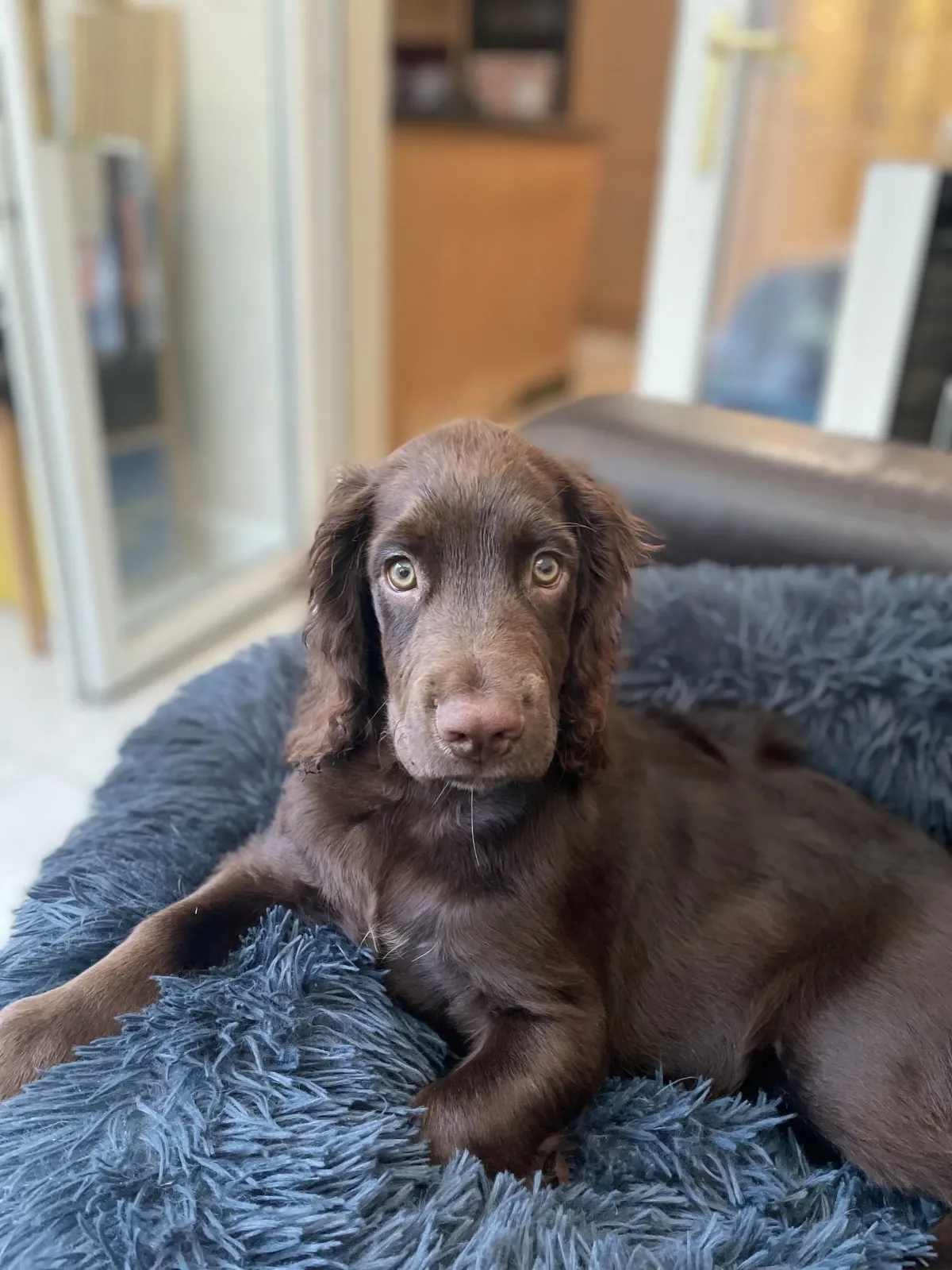 Health lessons from a new Puppy