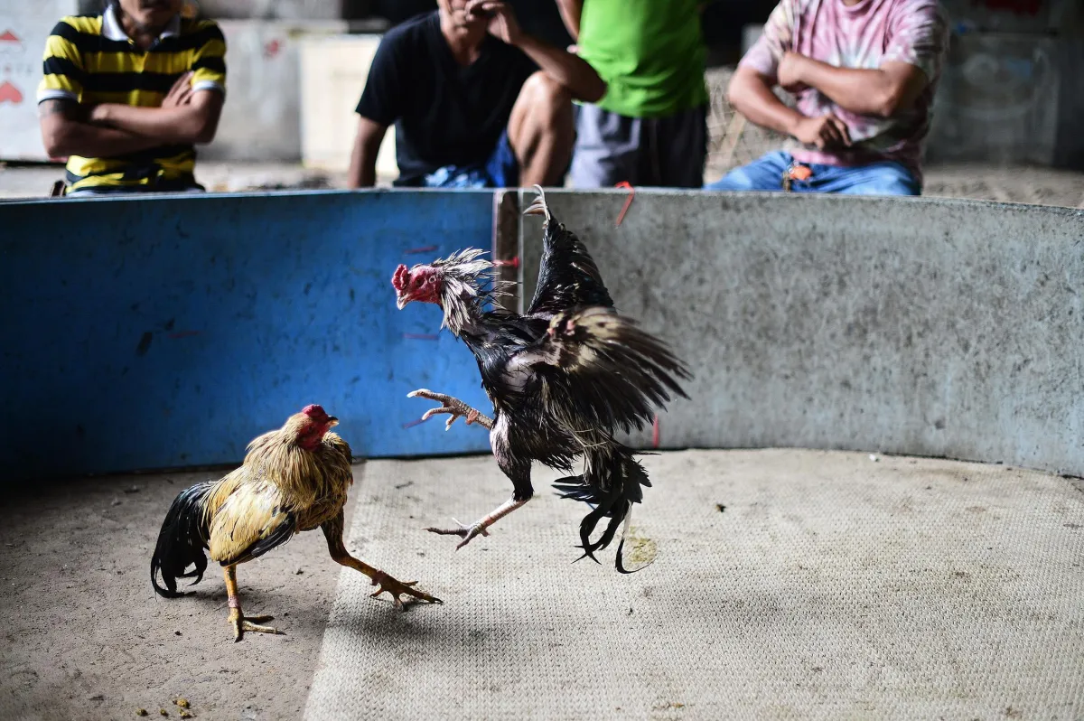 a picture of cock fight betting