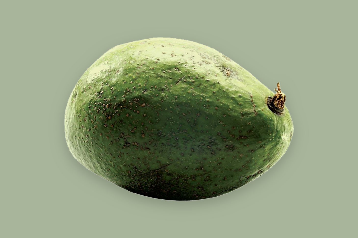 Fresh Ugandan West Indian jumbo avocados, export-certified and airfreighted to international wholesale buyers