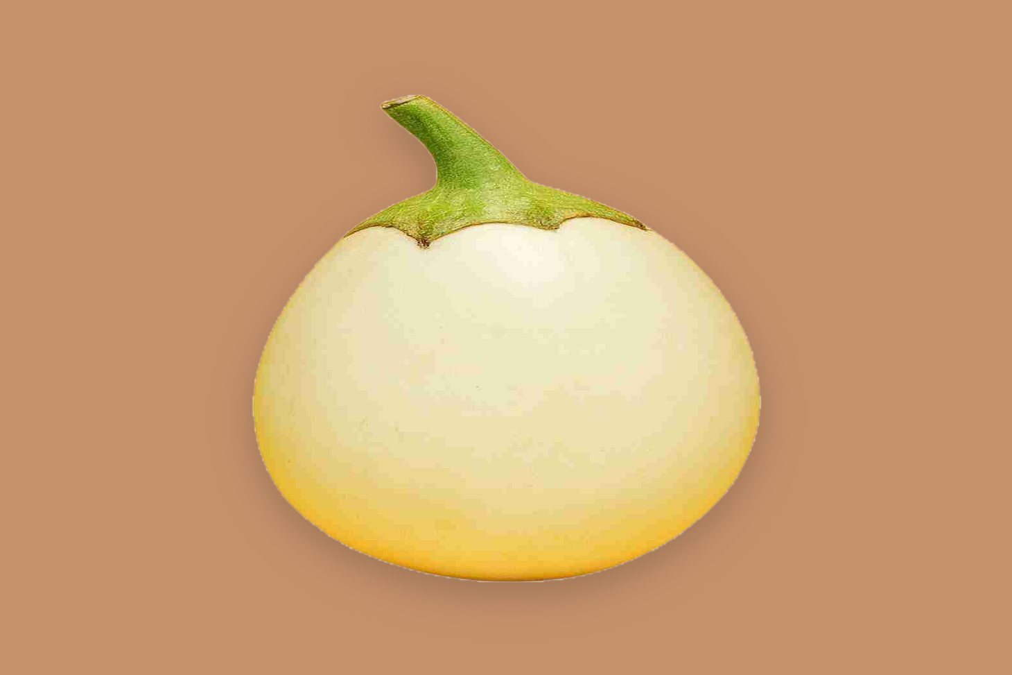 Fresh Ugandan white African eggplant, Solanum aethiopicum garden egg, export-graded for wholesale supply