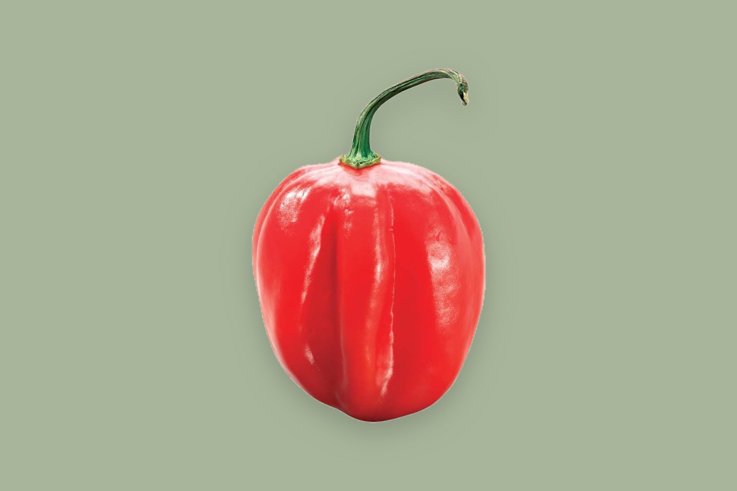 Fresh Ugandan hot peppers, African bird's eye and Scotch bonnet chillies, export-certified for airfreight to wholesale buyers