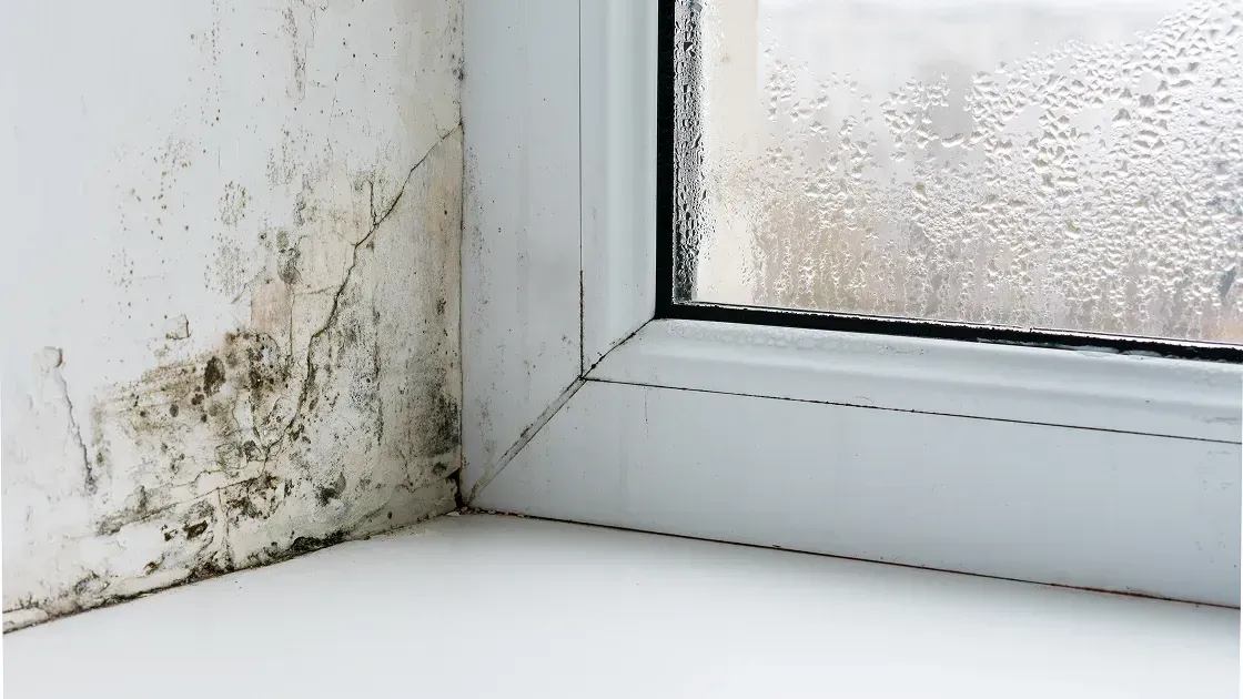 Mold Inspection on window in home
