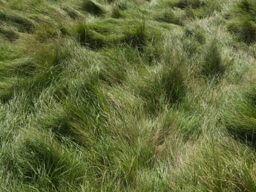 Sweden Valley Lawn Mowing & Lawn Care