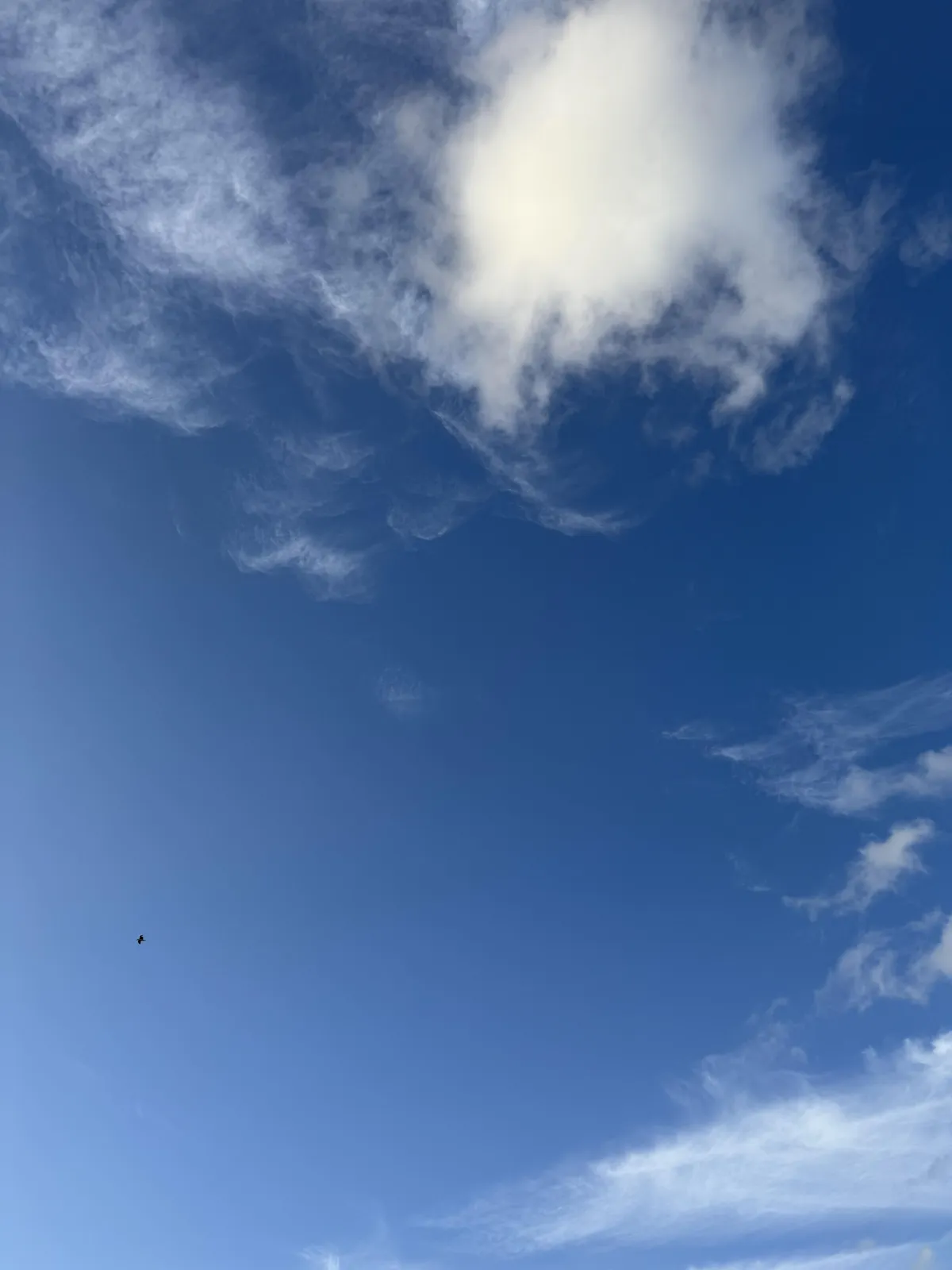 My silent retreat and the dead pigeon
