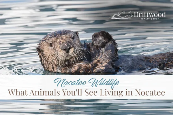 Nocatee Wildlife | What Animals You'll See Living in Nocatee