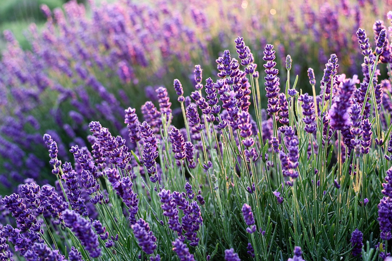 field of lavendr