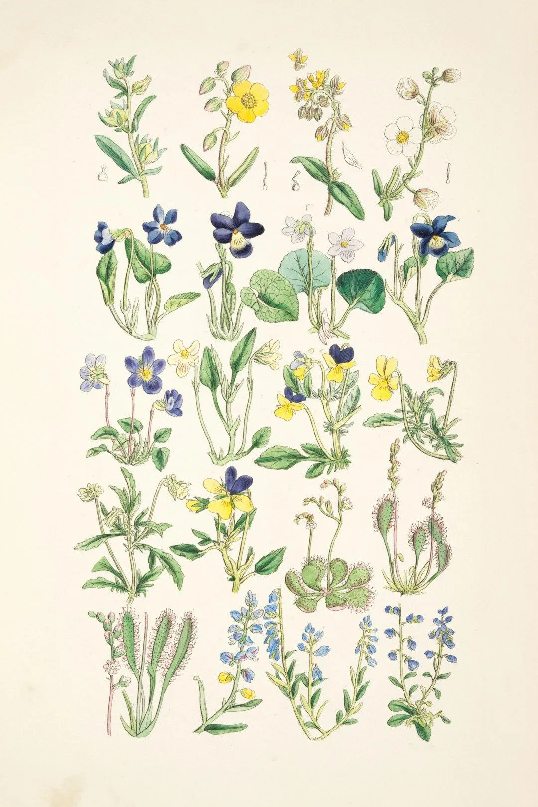 Endometriosis and Bloating: What's Really Going On?  By Marie Mulcahy BSc Hons Western Herbal Medicine | NIMH Registered Medical Herbalist