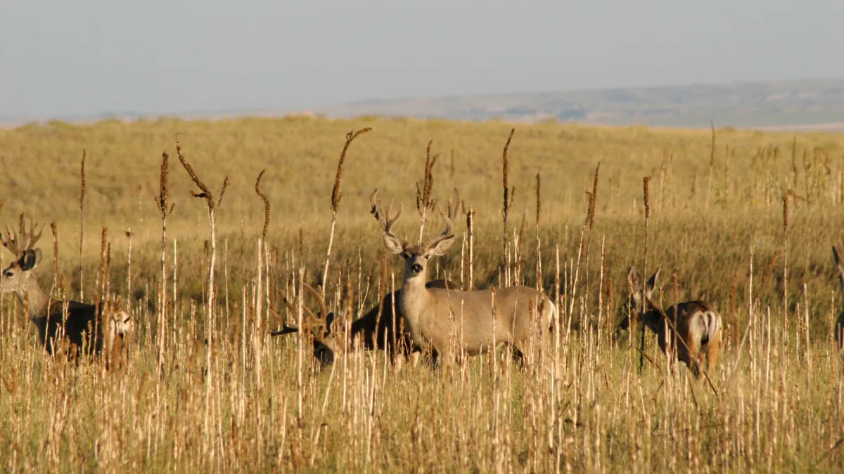 Big Game Hunting